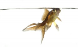 fish in water