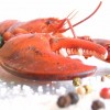 lobster