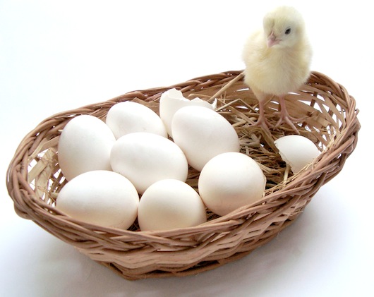 chick and eggs