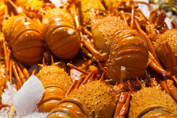 Lobsters_Sydney-Fish-Market