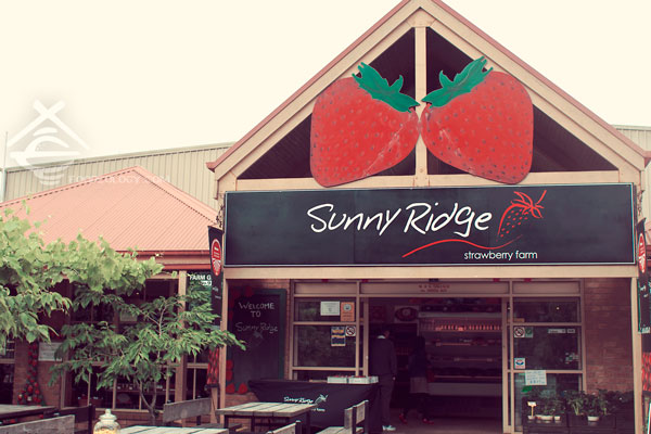 Sunny-Ridge-Strawberry-Farm_Melbourne